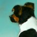 Jack Russell, Dog, Puppy on the Aqua, Sand Beach Landscape Signed Small Print by Clair Hartmann
