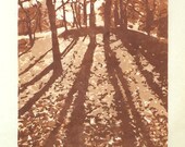 Light in the Forest