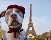 Dog Hat - Petite French Beret for Large Breeds- Made to Order