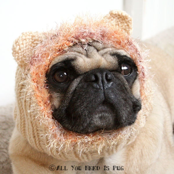 Lion Dog Hat