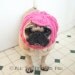 Custom Cabbie Dog Hat
