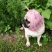Dog Hat - Piglet Hat
