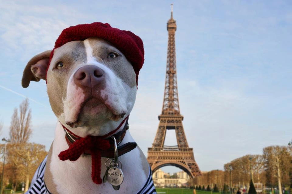 Dog Hat - Petite French Beret for Large Breeds- Made to Order