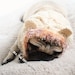 Lion Dog Hat