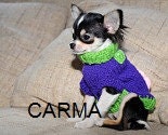 Dog Sweater Coat - XXSMALL - TEA CUP - Rosetta