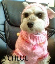 Dog Sweater - XSMALL - Cupcake
