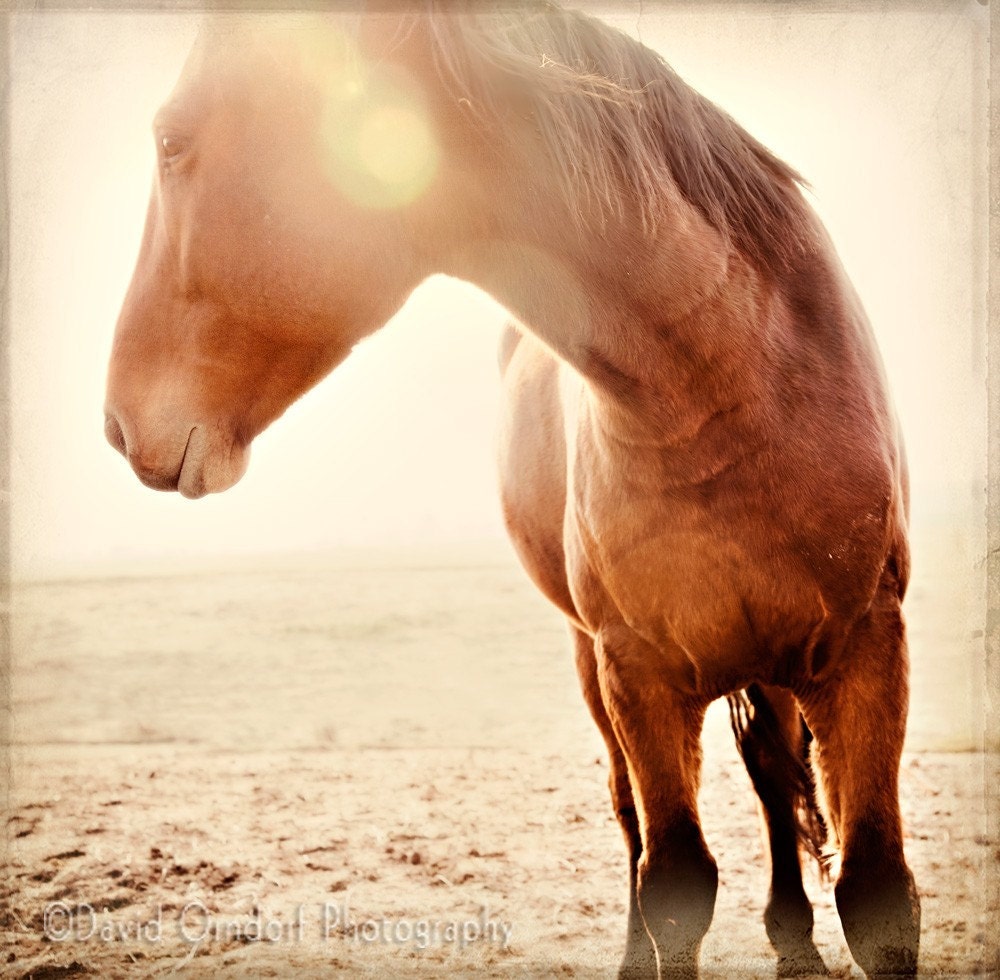 Horse Photograph - Horse Portrait - Horse Profile - Fine Art Print - 8x8 - Animal photography - Moose the Muzzle