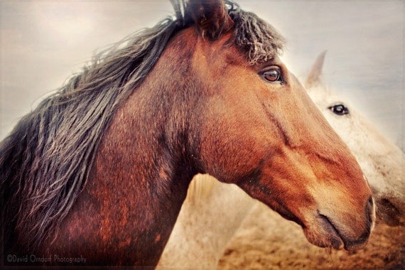 Horse Photograph - Horse Portrait - Horse Profile - Fine Art Print - 8x12 - Animal photography - Red-Head