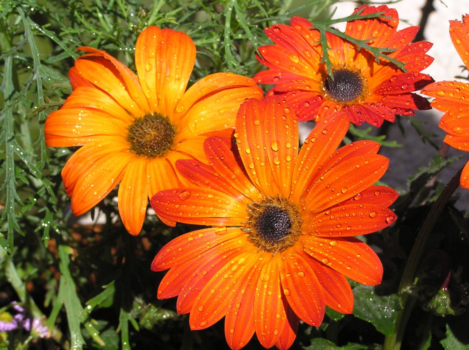 Printable Gazania Flowers photographic print in Orange 8x10 10x10 16x20 11x14 20x30