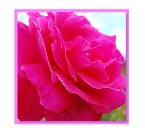 Rose gift card shocking pink flower print - 3d - handmade