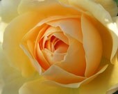 Printable Rose Print Graham Thomas yellow old fashioned - wall art 8x10 10x10 16x20 11x14 20x30
