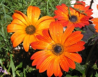 Printable Gazania Flowers photographic print in Orange 8x10 10x10 16x20 11x14 20x30