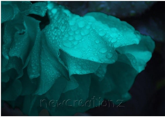 Turquoise Rose printable art with raindrops - nature print photography wall art 8x10, 10x10, 16x20, 11x14, 20x30