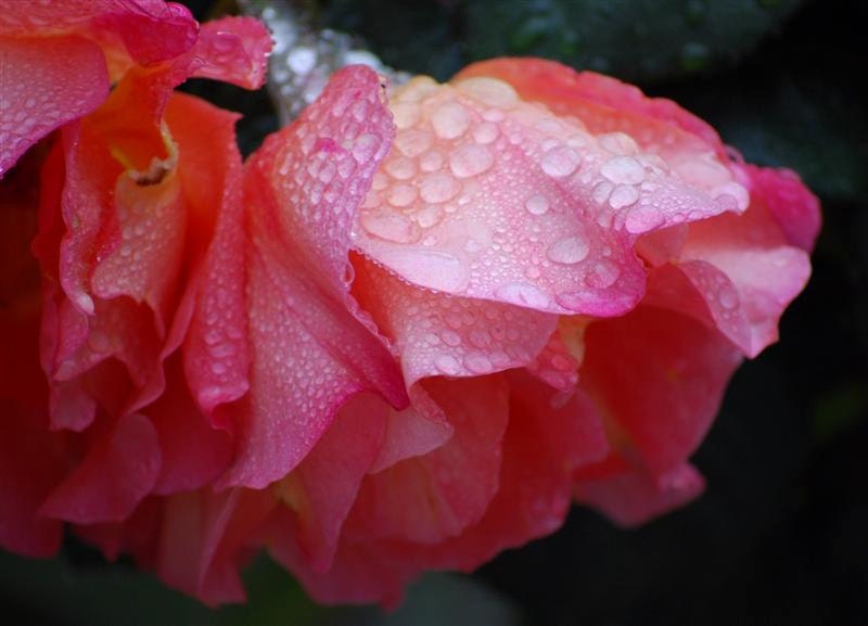 Turquoise Rose printable art with raindrops - nature print photography wall art 8x10, 10x10, 16x20, 11x14, 20x30