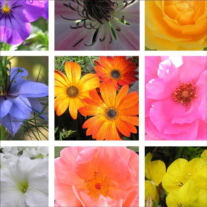 Flower mosaic Printable photograph - bright colorful Wall art 10x10 bright decor