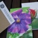 Flower Notepads - photographic viola and rose design - set of three