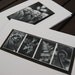 Gift Cards New Zealand Fern Photo Black and white x 2 nature theme
