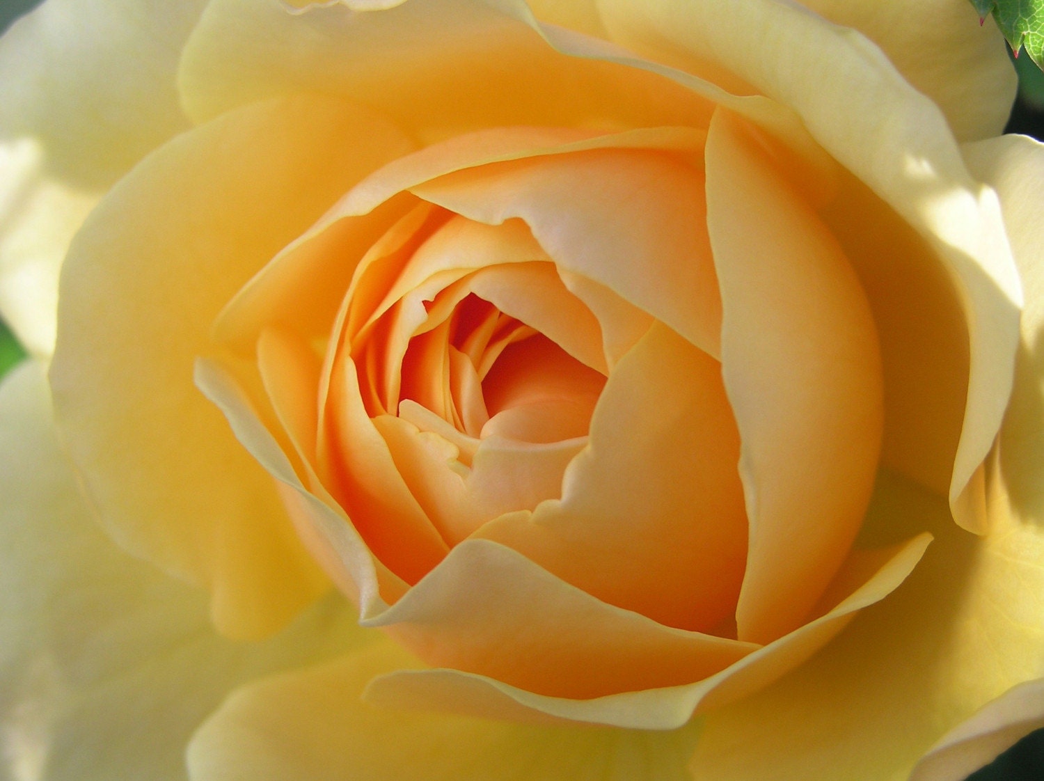 Printable Rose Print Graham Thomas yellow old fashioned - wall art 8x10 10x10 16x20 11x14 20x30