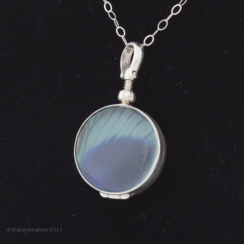 Charles Darwin Evolution Real Butterfly Wing Jewelry Sterling Silver