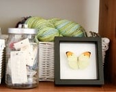 Yellow Brimstone Real Framed Butterfly Display