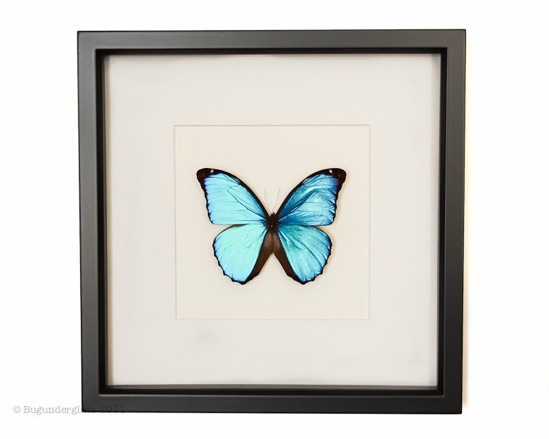 Framed Blue Morpho Butterfly 1033