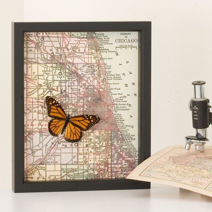 Old Map of Chicago with Real Monarch Butterfly