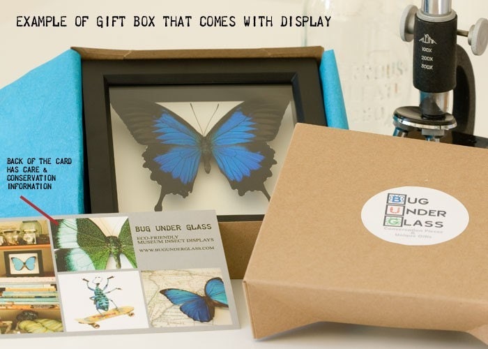 Real Framed Butterfly Display Pink Glasswing