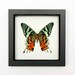 Madagascan Sunset Real Framed Moth 1331