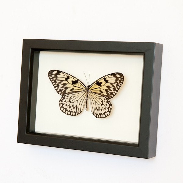 Real Framed Butterfly Rice Paper Idea species