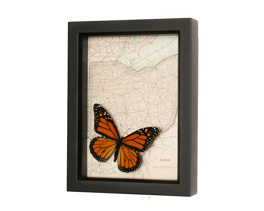 Map of Ohio with real Monarch Butterfly