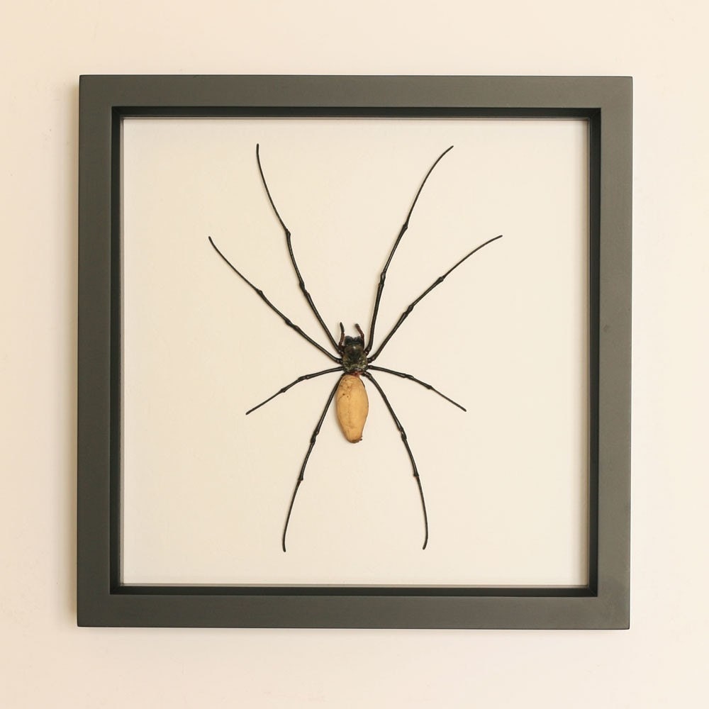 Orb Weaver Real Framed Insect Display