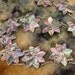 Necklace - Sterling Silver - Abalone Shell - Taxco Silver - Mexican - Flower Clusters - Colorful Rainbow - Artist Signed