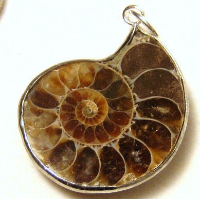 Ammonite Fossil Pendant Focal Bead 32x24mm 1 pcs