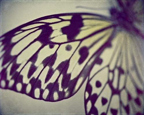 Black and White Wing II - Butterfly Photograph - 4x6 - natural black white butterfly grey and silver cream flying insect lines stripes