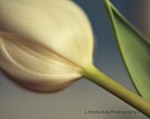 Tulip Photograph - Tulip Base - abstract flower spring white cream blue grey green sage pastel dreamy garden - 8x10
