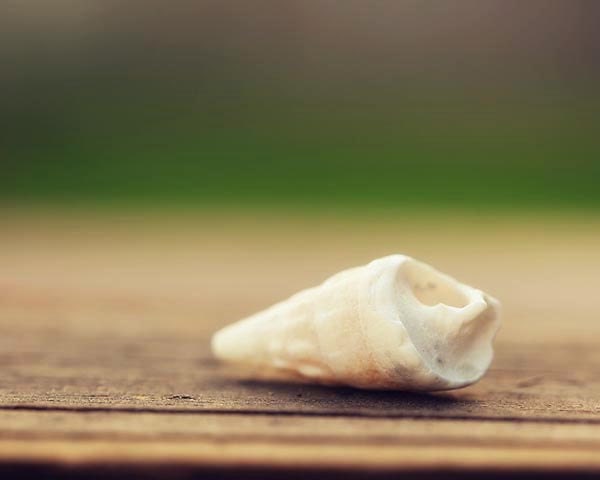 Shell Beach Decor Photograph - seashell ocean nautical white brown rustic green brown tan home decor gift idea - Aged Shell 8x10