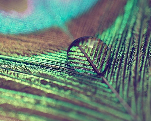Peacock Feather Photograph - bird abstract water drop simple blue green teal black brown sage - Droplet - 8x10