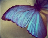 Fine Art Butterfly Photograph - Blue Wing - turquoise Blue Morpho bug flying sprakle vivid bold teal - Metallic 8x10