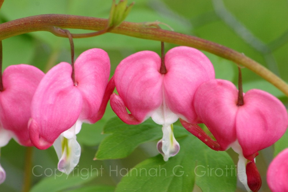 Bleeding Hearts Floral Photo Greeting Card