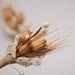 Wedding boutonniere, winter wheat and vintage lace