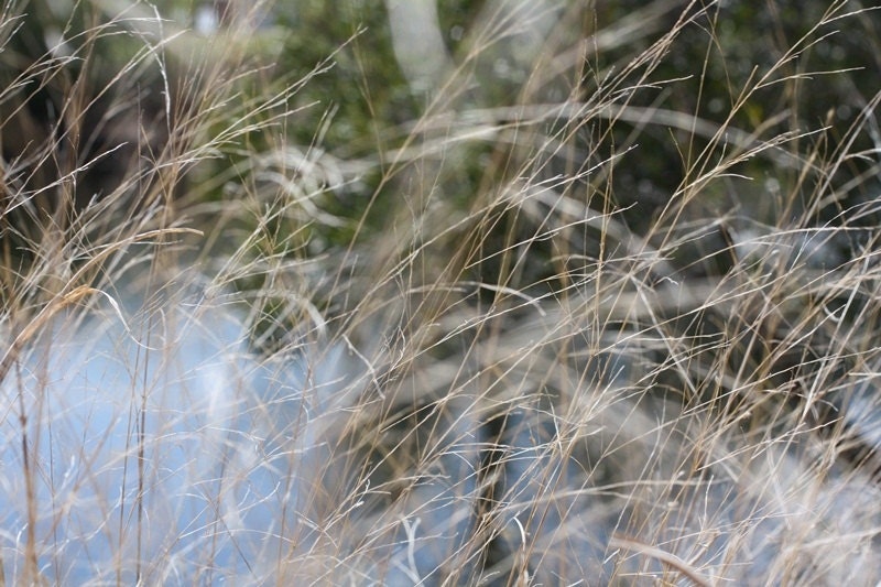 Wind 11x17 Photograph