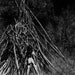 TIPI