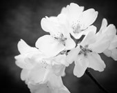 Spring Blossoms in B&W: 5 X 7 Photography Print - Black White Floral Home Decor Art Flower Seasonal Bathroom