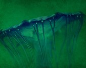 Blue Green Jellyfish - 5 X 7 Photography Print - Nature Nursery Decor Fish Ocean Summer Vacation - lladybuggz