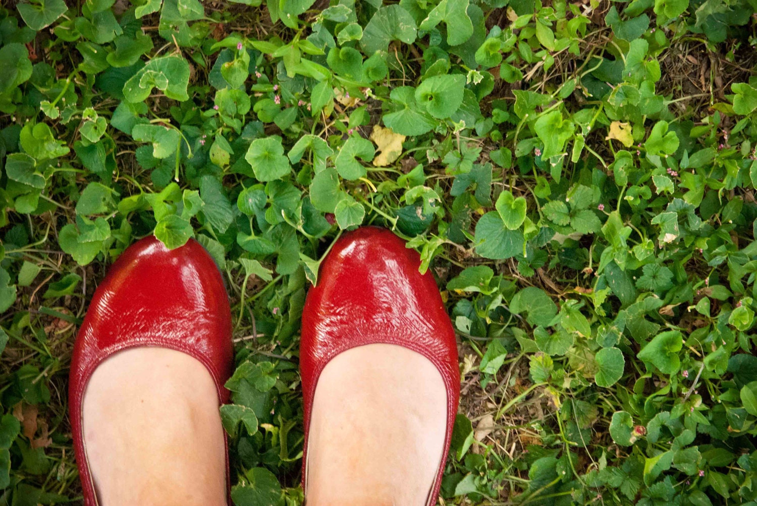 Little Red Shoes - 5 X 7 Photography Photo Art Print - Red Shoes Clover Grass Red Green Fashion