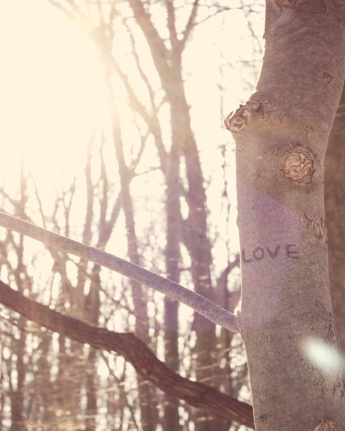Love 8 by 10 Photograph