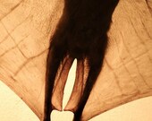 Gilded Bat - Large 14 X 20 fine-art photographic print