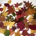 Weddings, Decorations, Crafts, Scrapbooking - 100 plus Real Pressed ASSORTED FALL Leaves