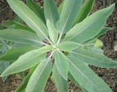 Organically grown WHITE SAGE dried Clusters- great for smudging