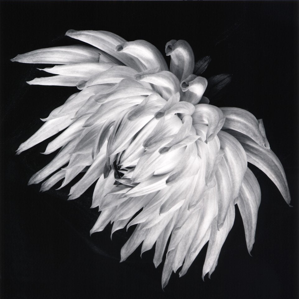 Dahlia--6x6 black and white fine art print - GalleryOneZero
